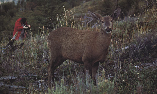 huemul.JPG (56314 bytes)